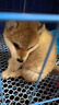 咯咪日本柴犬幼犬純種寵物狗狗活體短毛犬赤柴犬豆柴雙血統微笑犬狗子 寵物級 公 曬單實(shí)拍圖