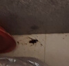 拜滅士德國(guó)拜耳蟑螂藥殺蟲劑殺蟑膠餌家用廚房全窩室內(nèi)端除蟑螂餌劑 【買2送1】殺蟑膠餌5g 曬單實(shí)拍圖