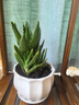 花翁室內綠植盆栽紫檀花卉 小葉赤楠盆景+蓮花陶盆+底座源頭直發(fā) 曬單實拍圖