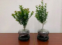 八芽 小葉赤楠盆景擺件室內綠植花卉盆栽老樁客廳辦公室桌面好養(yǎng)植物 （【熱銷款】舍得紫砂盆赤楠+苔蘚+底座） 曬單實拍圖