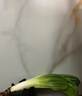 買(mǎi)多送多百芳緣  盆栽花卉君子蘭盆栽  名貴花卉 盆景精品綠植園藝庭院陽(yáng)臺綠化圓頭和尚彩蘭 花葉君子蘭 3-4片葉子很小 曬單實(shí)拍圖