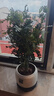 正宗清香胡椒木盆栽花卉室內(nèi)外驅(qū)蚊草植物樹苗老樁盆景九里香綠植 【6年大苗】白福瓷盆+底托 曬單實(shí)拍圖