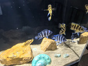 呆寵兒魚(yú)缸 魚(yú)缸自循環(huán)免換水生態(tài)魚(yú)缸魚(yú)缸家用小型魚(yú)缸造景送貨上門 背濾70*40*40加厚8mm 全光譜|升級(jí)款 曬單實(shí)拍圖