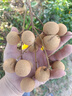華美科 HURMEVKOR美白精華水377美白精華液祛斑淡斑精華液煙酰胺原液100%醫(yī) 曬單實(shí)拍圖