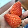諸氏橙品【空運】草莓 奶油草莓紅顏/白玉草莓孕婦當季新鮮水果多地次日配 紅草莓2盒，15粒/盒，單果20g+ 曬單實拍圖
