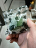 京鮮生 海南大青檸/青檸檬 8粒 單果約70-100g  生鮮水果 曬單實(shí)拍圖
