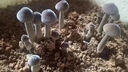 雞樅菌菌種雞樅菇懶人家種自種菌菇包黑皮趣味可食用好看含盆種植 一包裝【1200g包】 曬單實拍圖