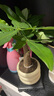 京云夢(mèng)發(fā)財(cái)樹小盆栽花卉辦公室綠植招財(cái)送禮單桿發(fā)財(cái)樹甜甜圈源頭直發(fā) 曬單實(shí)拍圖