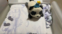 babycare山茶花新生兒床品四件套兒童午睡床上用品枕頭被套春夏熊貓樂車 曬單實拍圖