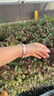 watchbond【冰脂】適用蘋果手表s10表帶iwatch s10女士款樹脂合金表帶apple手表watch s9女生s8金屬s7細(xì)款se 細(xì)款【三珠-玫金間樹脂白】樹脂合金表帶+玫瑰金接頭 【44 曬單實(shí)拍圖