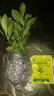 小盆梔子花盆栽四季開花部分帶花苞室內(nèi)綠蘿水培花卉綠植物 低配款：15-20cm【2株】當(dāng)年少量開花 濃香型梔子花【帶花苞】10天開花 曬單實(shí)拍圖