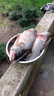 云飛魚(yú)青草鰱大物線(xiàn)組PE線(xiàn)加固巨物釣魚(yú)線(xiàn)強拉力主線(xiàn)成品套裝耐磨尼龍線(xiàn) 6.3米PE加固線(xiàn)組2卷【送魔術(shù)盒】 3號【建議10-20斤左右】 曬單實(shí)拍圖