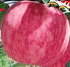 洛川蘋果陜西延安特產(chǎn)紅富士時(shí)令蘋果水果禮盒送蘋果生鮮新鮮脆甜整箱批發(fā) 10斤大果80-85mm（凈重8.5斤） 曬單實(shí)拍圖