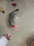 JCZS德國(guó)品牌逗貓激光筆不傷眼貓充電激光燈貓玩具貓咪小貓激光筆逗貓 粉色(USB充電款) 曬單實(shí)拍圖