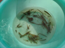 JCZS折疊傘籠捕魚(yú)網(wǎng)蝦籠捕蝦籠魚(yú)網(wǎng)漁網(wǎng)籠蝦籠蝦網(wǎng)折疊捕魚(yú)傘網(wǎng) 夜光加粗加厚8孔+10包餌+ 曬單實(shí)拍圖