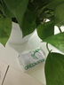 綠有意綠蘿盆栽室內(nèi)植物花卉綠植水培長(zhǎng)藤垂吊大葉綠籮新房家用吸除甲醛 120原盆儲(chǔ)水綠蘿10盆+壺+10肥 帶盆帶土發(fā)貨 曬單實(shí)拍圖