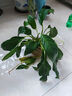 紅掌盆栽白粉掌一帆風(fēng)順帶花特大號(hào)花卉室內(nèi)客廳面水培植物好養(yǎng) 約30cm白掌+圓球玻璃瓶 帶盆栽好 曬單實(shí)拍圖