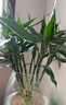 富貴竹水培植物轉(zhuǎn)運(yùn)竹花卉綠植室內(nèi)盆栽客廳招財(cái)帶根大竹子水養(yǎng) 【帶根招財(cái)富貴竹成活率98%】60cm10顆 曬單實(shí)拍圖
