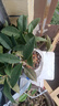 開時果 四季桂花盆栽樹苗濃香型 新中式盆景辦公室內(nèi)綠植物源頭直發(fā)包郵 精品四季桂+錢途無量盆 【整高約40-50cm左右】 曬單實拍圖