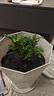 植物驅(qū)蚊蟲(chóng)清香胡椒木盆栽正宗花卉綠植四季好養(yǎng)凈化空氣吸甲醛 小清香胡椒木 10cm 高 一盆原士 曬單實(shí)拍圖