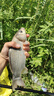 光威（GW）魚(yú)竿無(wú)法一本鯽本調碳素超輕超硬臺釣竿鯽魚(yú)竿釣魚(yú)竿手竿漁具套裝 3.9m 無(wú)法一本鯽（本調）+禮包+稍 曬單實(shí)拍圖
