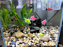 HANYANG魚缸溪流石溪流缸底砂造景底沙子水草裝飾雨林缸鋪底石頭子2kg 曬單實拍圖