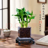 文昌竹4支金榜題名精品助學(xué)轉運竹懶人水養盆栽辦公室內書(shū)桌綠植 【文昌竹四根】+大肚玻璃瓶+陶粒+底座 整體高度20-25厘米 曬單實(shí)拍圖
