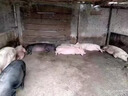 (3秒糞成水)生物化糞池強(qiáng)力化糞劑防臭廁所養(yǎng)殖場化糞池分解糞便 升級(jí)強(qiáng)化款【化糞除臭101%】8瓶 曬單實(shí)拍圖