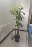花財(cái)主天堂鳥(niǎo)盆栽辦公室大型綠植客廳盆栽家用吸甲醛凈化空氣綠植 步步高發(fā)財(cái)樹(shù)1.7-1.8m【福字盆】 曬單實(shí)拍圖