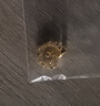 喜上眉梢足金999轉(zhuǎn)運(yùn)珠3D硬金拋光面珠磨砂路路通DIY配飾散珠送禮女 4mm光珠【約0.6g】多顆重版 曬單實(shí)拍圖