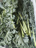 羽衣甘藍新鮮生鮮蔬菜嫩葉甘蘭芥藍西餐沙拉榨汁減肥減脂 羽衣甘藍分享4斤裝 曬單實拍圖