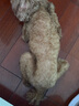 Sashas旗艦薩沙鯊魚軟骨素關(guān)節(jié)保護(hù)貓犬軟骨骨骼呵護(hù)寵物關(guān)節(jié)日常保健 150g粉狀貓犬通用（截止28.3月） 曬單實(shí)拍圖