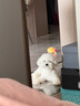 嬉皮狗（hipidog）狗狗防塵褲小型犬四腳衣服防水比熊泰迪遛狗神器戶外防尿防臟腿套 邦迪藍 L 曬單實拍圖