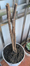 垂絲海棠盆栽植物室內(nèi)外好養(yǎng)植物老樁海棠花盆景樹苗冬季耐寒花卉 垂絲海棠 6年苗 曬單實拍圖