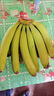 廣西威廉斯香蕉應(yīng)季新鮮水果自然熟軟糯香甜香蕉banana非小米蕉 3斤裝 曬單實(shí)拍圖