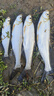 海龍王pe線魚線路亞拋投海竿大力馬口釣漁線超強拉力耐磨順滑遠投專用PE 8編十米一色100米 1.0# 曬單實拍圖