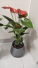 植男植女紅掌盆栽花卉四季常青綠植辦公室除甲醛好養(yǎng)凈化空氣源頭直發(fā) 曬單實(shí)拍圖