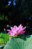佳能 Canon 70-200 f2.8L f4 IS II二手鏡頭二代小白兔大白單反長(zhǎng)焦人像遠(yuǎn)射 佳能70-200 F2.8 II ISUSM小白兔 99新 曬單實(shí)拍圖