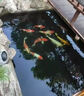 統(tǒng)一企業(yè)寶多福錦鯉魚飼料增體糧增色錦鯉魚食不渾水育成觀賞魚飼料20kg 寶多福-主食-大顆粒- 20kg 曬單實拍圖