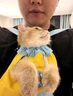 句可 狗狗外出便攜包貓咪背帶胸前包泰迪外出包布偶寵物專用比熊背包 外出雙肩背包【藍黃】 L碼（56*28） 曬單實拍圖