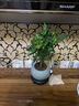 八芽盆栽發(fā)財樹植物室內(nèi)禪意招財樹盆景辦公室桌面綠植源頭直發(fā)包郵 辮子發(fā)財樹-圓肚盆-熊貓-密胺托 含盆 曬單實拍圖