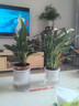 櫻霞白掌一帆風(fēng)順盆栽水培植物綠蘿籮花卉室內(nèi)花綠植紅掌發(fā)財(cái)樹(shù)吸甲醛 【店主推薦】特級(jí)白掌10-12株帶花+早安盆+7 含盆 曬單實(shí)拍圖