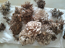 知鮮之鮮新鮮云南野生菌組合【順豐空運】羊肚菌牛肝菌見手青煲湯火鍋食材 新鮮野生菌組合 兩斤裝 曬單實拍圖