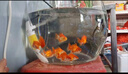 【獅子頭】國獅紅獅幼苗金魚魚苗活好養(yǎng)耐活冷水淡水魚招財(cái)魚風(fēng)水魚 紅獅買6送4 4-6厘米【尺寸適中】 曬單實(shí)拍圖