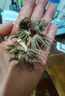 進(jìn)口花毛茛種球洋牡丹重瓣種球開大花室內(nèi)外陽臺(tái)盆栽大棚植物花卉 進(jìn)口-花毛茛【重瓣】橙色 【精選 5球】+肥 曬單實(shí)拍圖