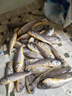 【特價便宜】新鮮無冰小黃魚整條小黃魚新鮮海捕純野生海鮮水產(chǎn) 黃魚（1斤10-11條左右）4斤 曬單實拍圖
