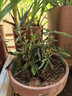 含羞草小盆栽室內(nèi)陽臺(tái)植物四季常青易種花卉怕羞草害羞草趣味植物 2盆含羞草（原盆） 不含盆 曬單實(shí)拍圖