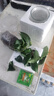 綠公主盆栽懶人水培植物大葉金鉆盆栽室內(nèi)綠植盆栽懶水培花卉四季 金鉆綠公主帶玻璃瓶 曬單實(shí)拍圖