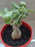 桐汝壁沙漠玫瑰盆栽老樁四季開(kāi)花重瓣綠植室內客廳花卉耐干好養多肉植物 紅寶石5年老樁 當季開(kāi)花 不含盆 曬單實(shí)拍圖