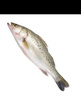 冰鮮白蕉海鱸魚450g-550g/條 曬單實拍圖